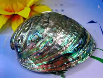 10-12cm atacado naturais concha abalone shell abalone shell azul abalone seashellsabalone shell tigela