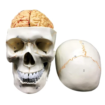 Crânio Humano Com Cérebro Anatômica Modelo 8-Parte A Vida Do Tamanho De Anatomia Para Ciência De Estudo Em Sala De Aula Apresentar Modelo De Ensino